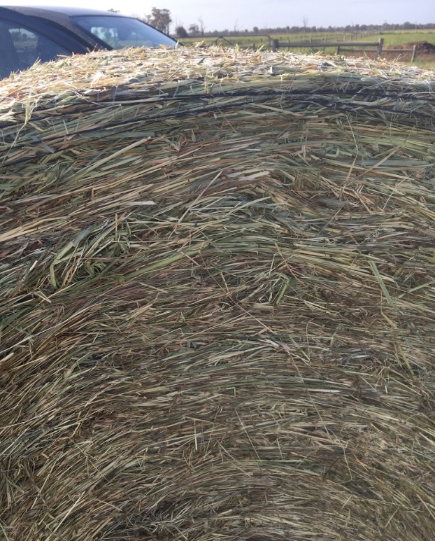 Pasture Hay Lucerne, Clover & Rye Grass 5x4 Bales Hay